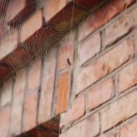 spider and its web on a brick house