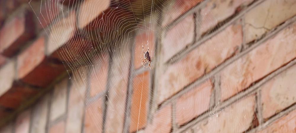 spider and its web on a brick house